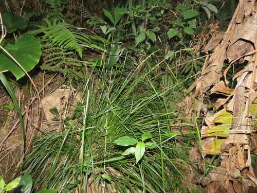 Greater brown sedge(Carex brunnea)