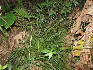 Greater brown sedge(Carex brunnea)
