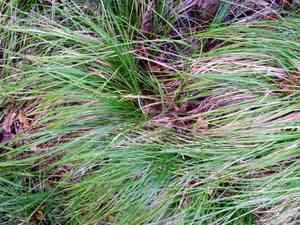Greater brown sedge(Carex brunnea)