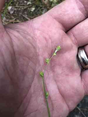 Brownish sedge(Carex brunnescens)