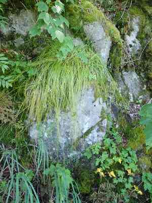 Brownish sedge(Carex brunnescens)