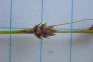 Brownish sedge(Carex brunnescens)