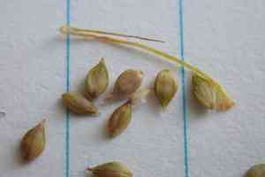 Brownish sedge(Carex brunnescens)