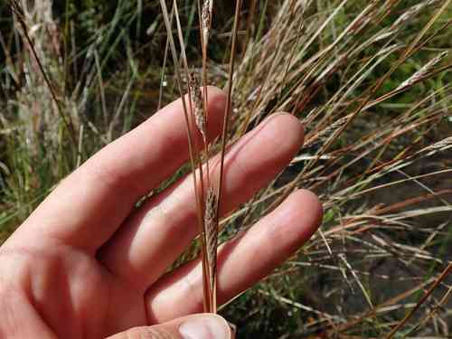 Buchanan's sedge(Carex buchananii)