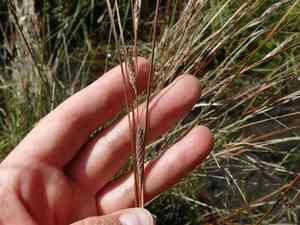 Buchanan's sedge(Carex buchananii)
