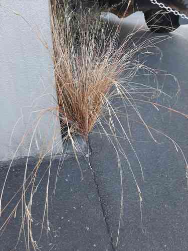 Buchanan's sedge(Carex buchananii)