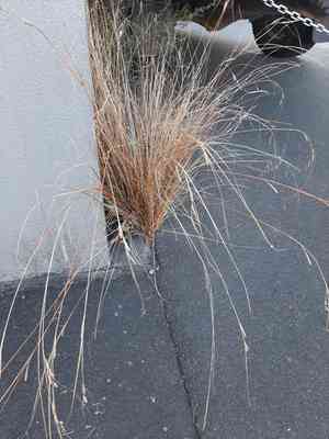 Buchanan's sedge(Carex buchananii)