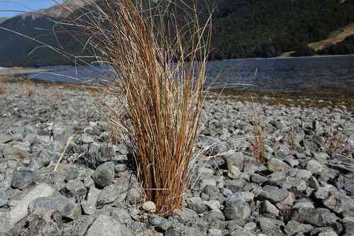 Buchanan's sedge(Carex buchananii)