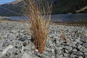 Buchanan's sedge(Carex buchananii)