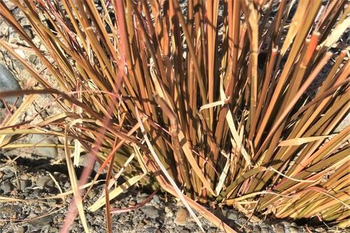 Buchanan's sedge