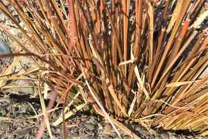 Buchanan's sedge(Carex buchananii)