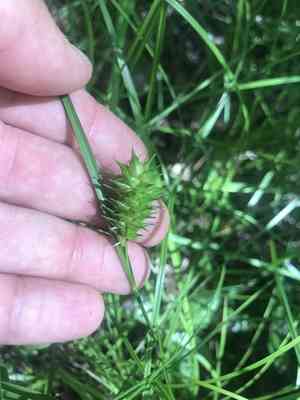 Button sedge(Carex bullata)