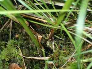 Button sedge(Carex bullata)