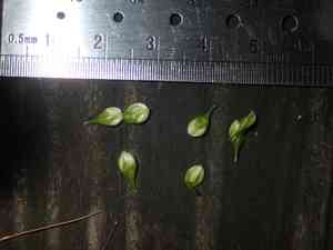 Button sedge(Carex bullata)