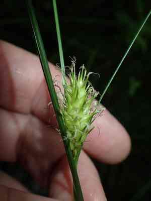 Button sedge(Carex bullata)