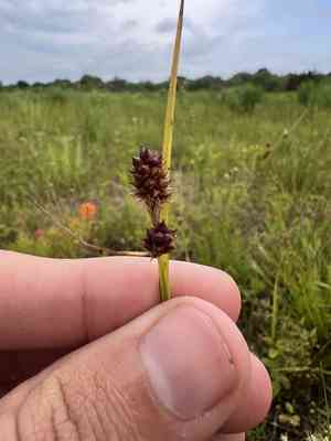Bush's sedge(Carex bushii)
