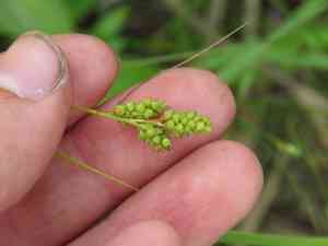 Bush's sedge(Carex bushii)