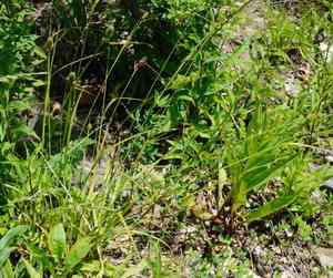 Bush's sedge(Carex bushii)
