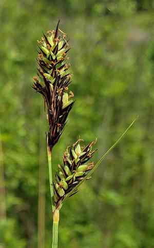 Buxbaum's sedge(Carex buxbaumii)