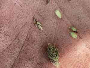 Buxbaum's sedge(Carex buxbaumii)