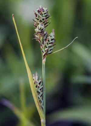 Buxbaum's sedge(Carex buxbaumii)