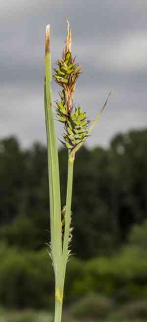 Buxbaum's sedge(Carex buxbaumii)