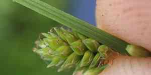 Silvery sedge(Carex canescens)