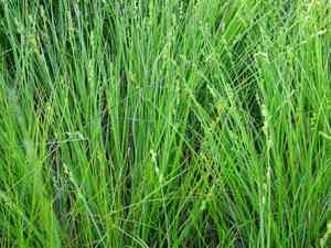 Silvery sedge(Carex canescens)