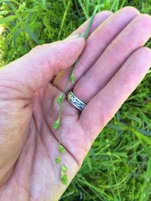 Silvery sedge(Carex canescens)