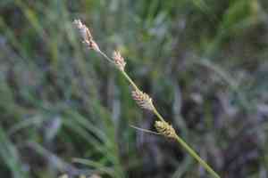 Silvery sedge(Carex canescens)