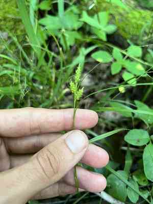 Carolina sedge(Carex caroliniana)
