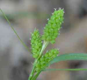 Carolina sedge(Carex caroliniana)
