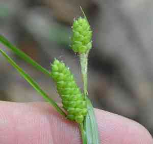 Carolina sedge(Carex caroliniana)