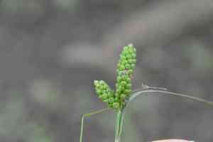 Carolina sedge(Carex caroliniana)