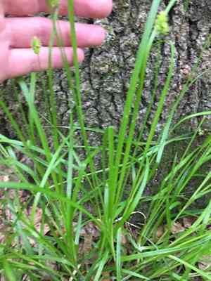 Oval-leaf sedge(Carex cephalophora)