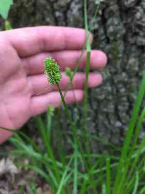 Oval-leaf sedge(Carex cephalophora)