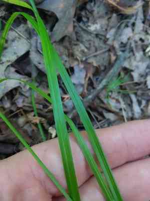 Oval-leaf sedge(Carex cephalophora)