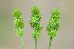 Oval-leaf sedge(Carex cephalophora)