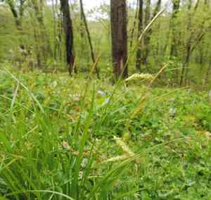 Cherokee sedge(Carex cherokeensis)