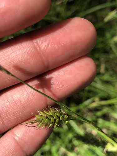 Cherokee sedge(Carex cherokeensis)