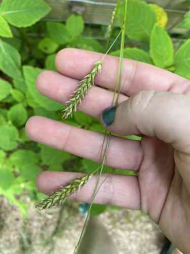 Cherokee sedge(Carex cherokeensis)