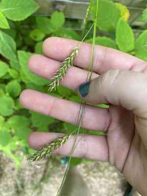 Cherokee sedge(Carex cherokeensis)