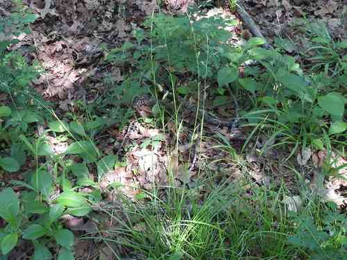 Cherokee sedge(Carex cherokeensis)