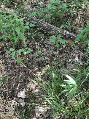 Cherokee sedge(Carex cherokeensis)