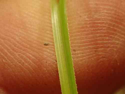 New England hair sedge(Carex comans)