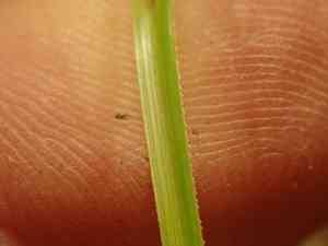New England hair sedge(Carex comans)