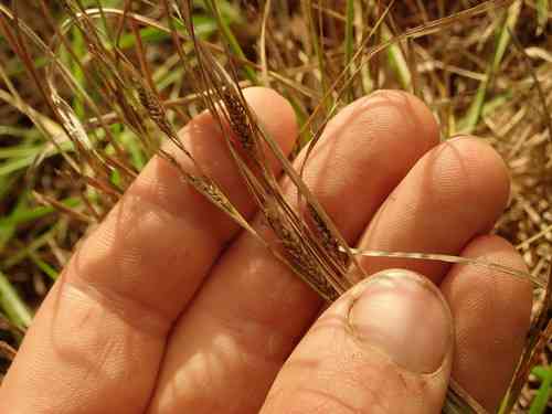 New England hair sedge(Carex comans)