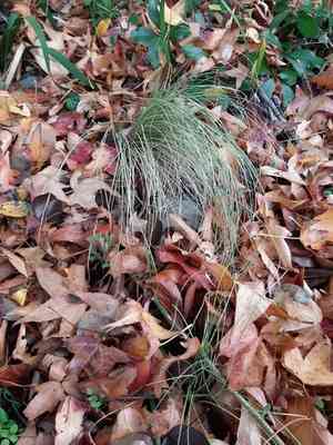 New England hair sedge(Carex comans)