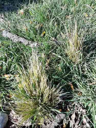 New England hair sedge(Carex comans)