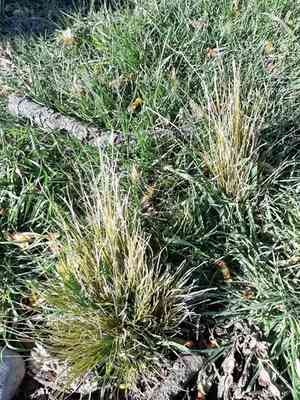 New England hair sedge(Carex comans)